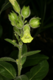 Nicotiana rustica RCP 8-08 019.jpg
